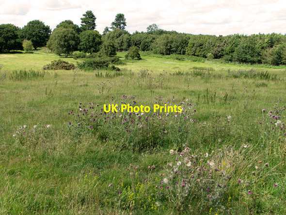 Photo 6"x4" Broom Covert, Leiston Leiston c2011
