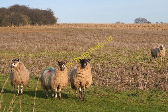 Photo 6"x4" Crop Grazing Kemerton c2006