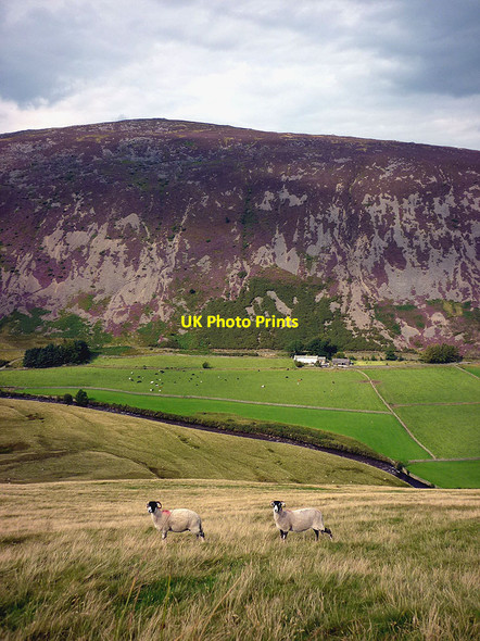 Photo 6"x4" Sheep above the Caldew, late summer Mosedale\/NY3532 c2011