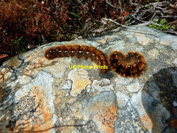 Photo 6"x4" Woolly caterpillars Wester Gruinards c2011