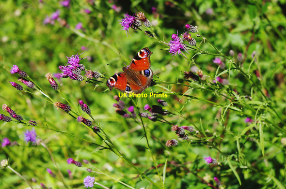 Photo 6"x4" Peacock butterfly in Trench Wood, near Sale Green Saleway c2011