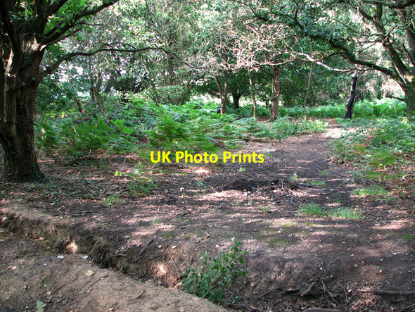 Photo 6"x4" Bracken growing at Ringland Hills Easton\/TG1310 c2011