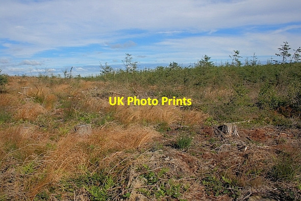 Photo 6"x4" Felled Forest, Thorn Howe Harwood Dale c2011