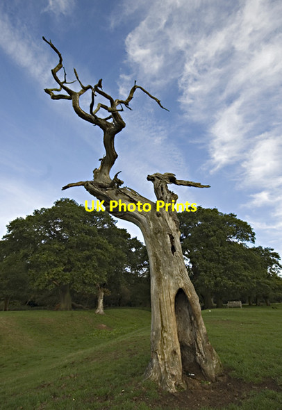 Photo 6"x4" Dead tree, Beverley Westwood Hurn\/TA0240 c2011