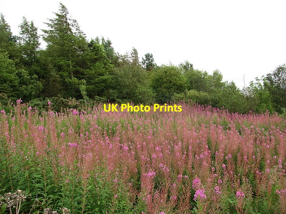 Photo 6"x4" Willow herb near Hilltop House Bathgate c2011