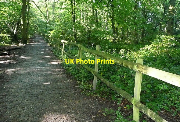 Photo 6"x4" Path in Blackhouse Wood Dunsden Green c2011