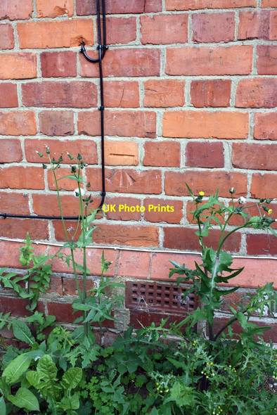 Photo 6"x4" Benchmark on chimney breast of #1 Junction Road Reading c2011
