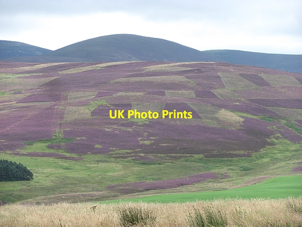 Photo 6"x4" Patterns in the heather, Wrae Hill Rachan Mill c2011