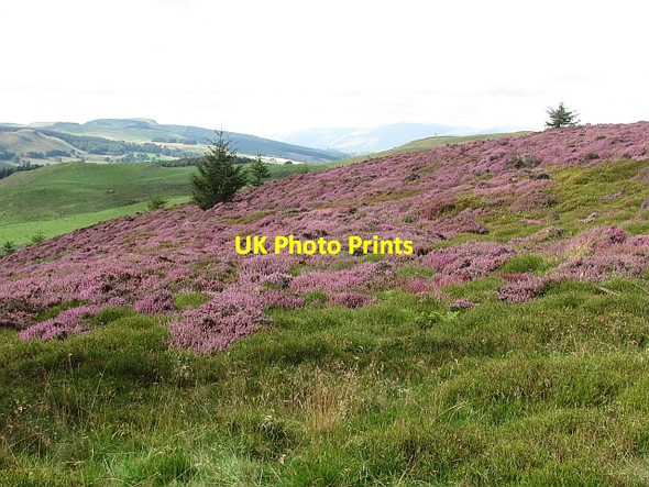 Photo 6"x4" Heather, Benarty Hill Ballingry c2011