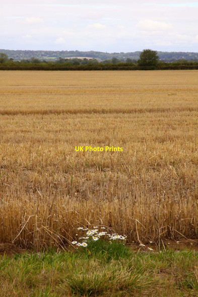 Photo 6"x4" Field by the bridleway Drayton\/SU4794 c2011