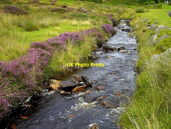 Photo 6"x4" Heather by the burn at Achosnich Rearquhar c2011