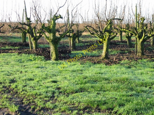 Photo 6"x4" Orchard, Paramour Street. Paramour Street c2007