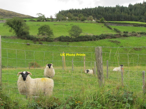 Photo 6"x4" Mourne Blackface Sheep in the Ghann River Valley Rostrevor c2011