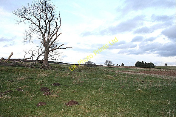 Photo 6"x4" Foggie Moss Glen of Newmill c2007