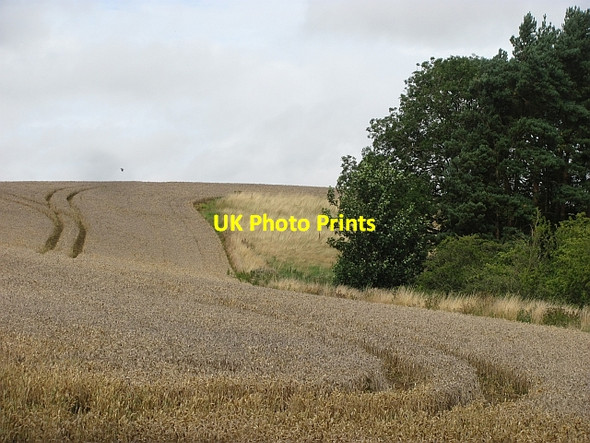 Photo 6"x4" Wheat, Newtonlees Edham c2011