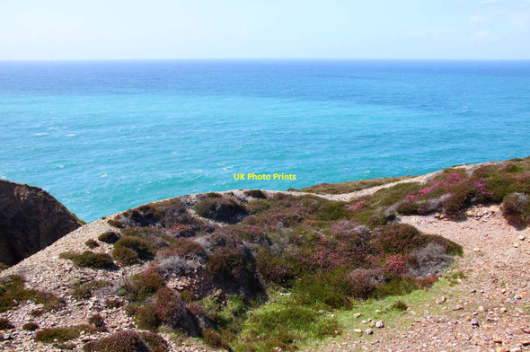 Photo 6"x4" Heather on the cliffs Trevellas c2011