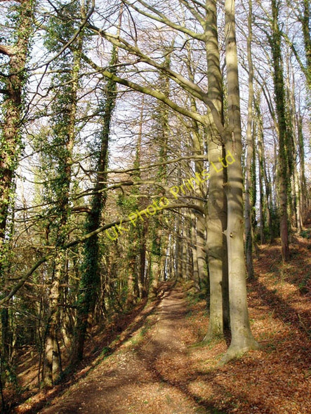 Photo 6"x4" Cotswold Way path through Pen Wood King's Stanley c2007