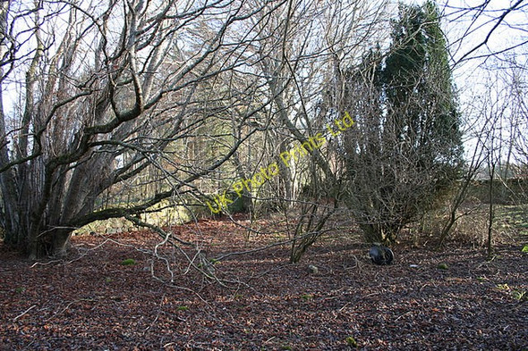 Photo 6"x4" Abandoned cemetery? Whitemire\/NH9754 c2007
