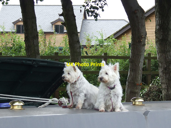 Photo 6"x4" Narrowboat guard dogs near Great Haywood, Staffordshire Little Ingestre c2011