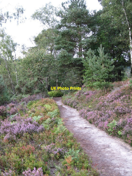 Photo 6"x4" Greensand Way crossing Hindhead Common Haslemere c2010