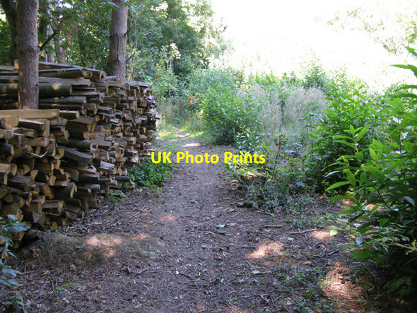 Photo 6"x4" Bridleway through woods near Tilmanstone Tilmanstone c2011