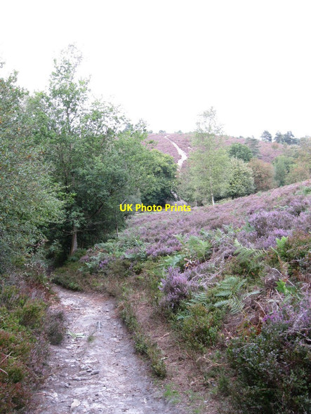 Photo 6"x4" Greensand Way crossing Hindhead Common Haslemere c2010