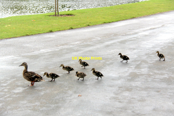 Photo 6"x4" Mallard (Anas platyrhynchos) Ashbank\/TQ8253 c2011