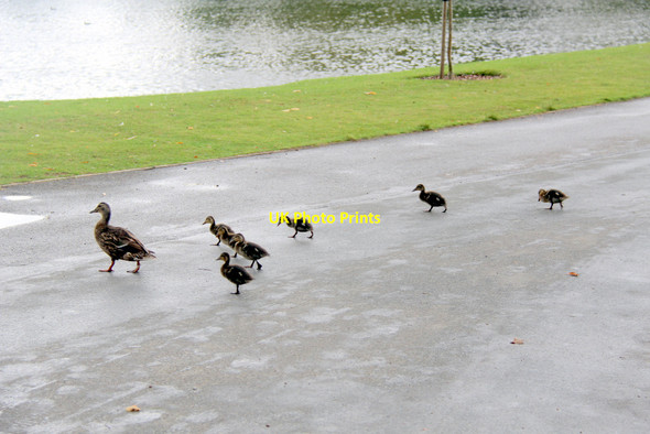 Photo 6"x4" Mallard (Anas platyrhynchos) Ashbank\/TQ8253 c2011