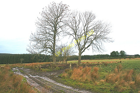 Photo 6"x4" Clump of Trees Grange Crossroads c2007