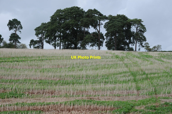 Photo 6"x4" Stubble field near Tyntesfield Tyntesfield c2011