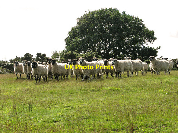 Photo 6"x4" Flock of sheep on Leiston Common Leiston c2011