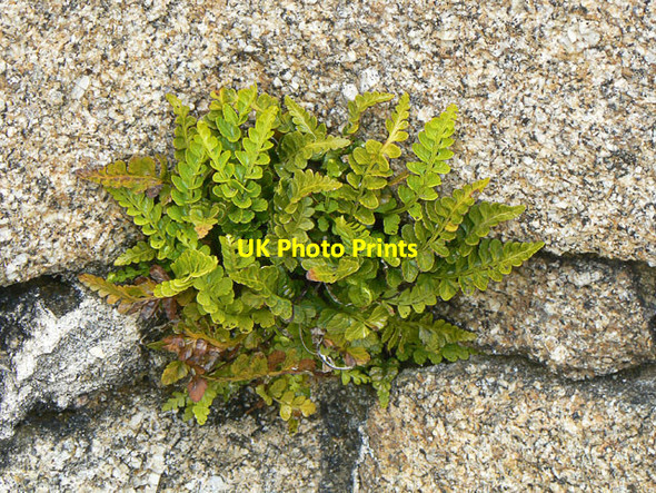 Photo 6"x4" Sea Spleenwort on The Garrison, St Mary's, Scilly Hugh Town c2011