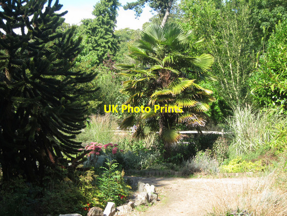 Photo 6"x4" Trachycarpus at Hampden Park Eastbourne\/TQ5900 c2011