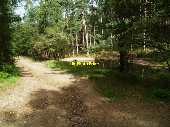 Photo 6"x4" Pond in Winterfold Wood Peaslake c2011