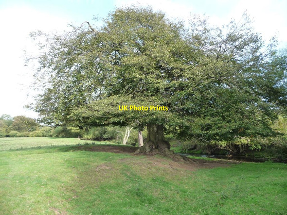 Photo 6"x4" Tree on the north bank of the Dearne Park Mill\/SE2511 c2011