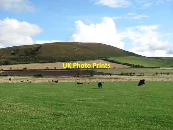 Photo 6"x4" Cattle grazing near Doddington Doddington\/NT9932 c2011