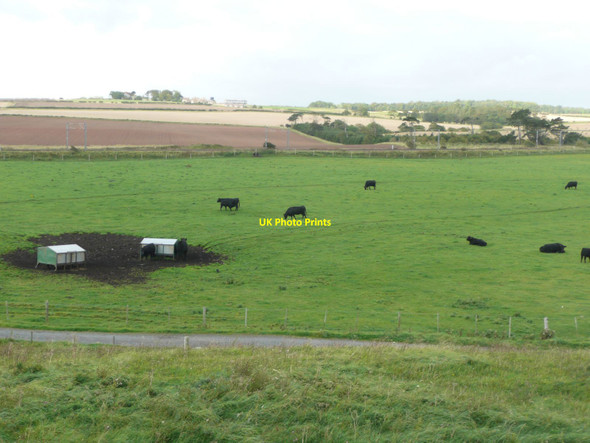 Photo 6"x4" Cattle grazing Cheswick c2011
