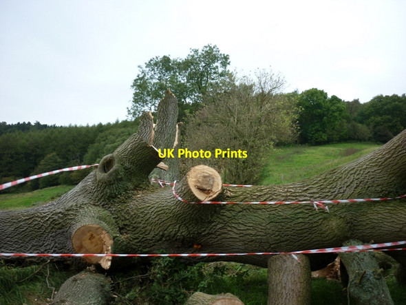 Photo 6"x4" Head for the big tree #4 Oldstead c2011