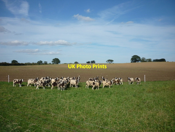 Photo 6"x4" Sheep at Arnold Carr Farm Arnold\/TA1241 c2011