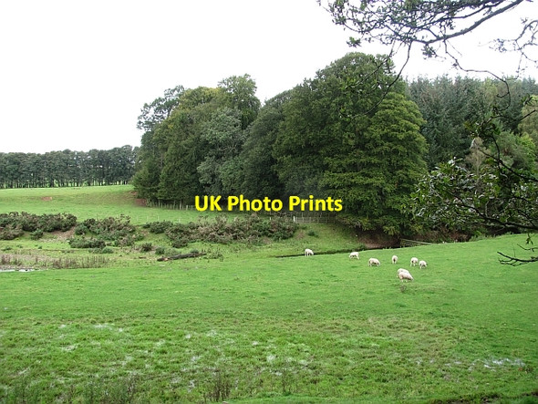 Photo 6"x4" Edge of woodland Lauder c2011