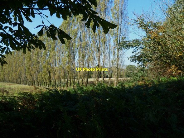 Photo 6"x4" Straight lines of poplars Norley Common c2011