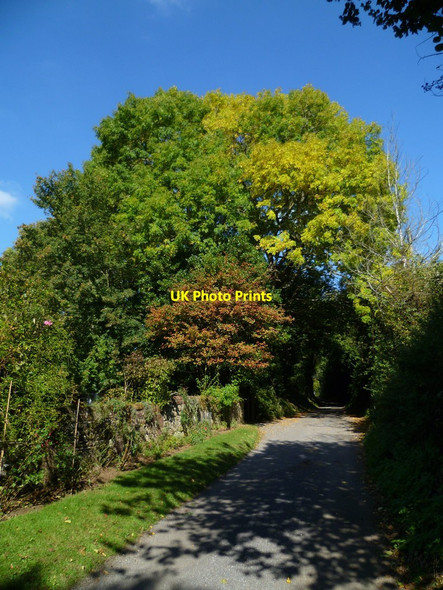 Photo 6"x4" Early autumn on Green Lane Norley Common c2011