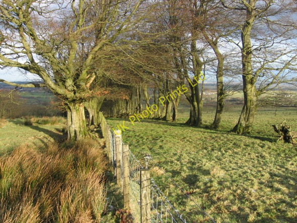 Photo 6"x4" Avenue of trees on Kypes Rig Sandford\/NS7143 c2007