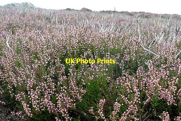 Photo 6"x4" Wheeldale Moor Wheedale Plantation c2011