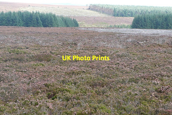 Photo 6"x4" Towards Wheeldale Plantation Wheedale Plantation c2011