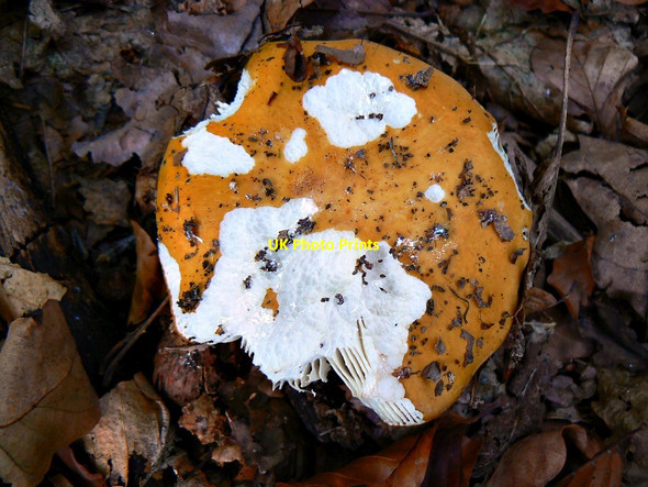 Photo 6"x4" Fungus, off Grand Avenue, Savernake Forest Durley\/SU2364 c2011
