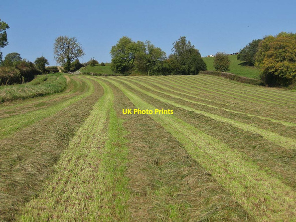 Photo 6"x4" Green fodder crop Appleton-le-Moors c2011
