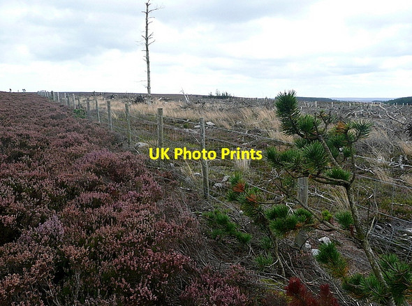 Photo 6"x4" Alongside Wheeldale Plantation Blue Man-i'-th'-Moss (Standing Stone) c2011