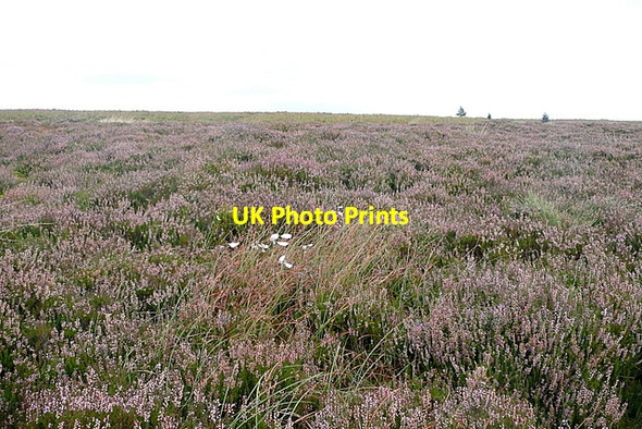 Photo 6"x4" Egton High Moor Upper Heads c2011