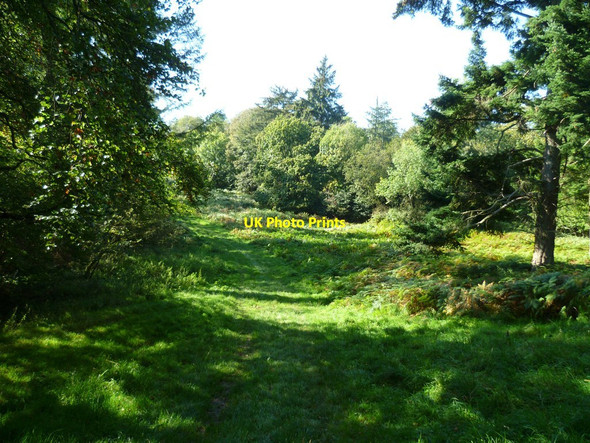 Photo 6"x4" Grassy bridleway through Great Bottom Madehurst c2011